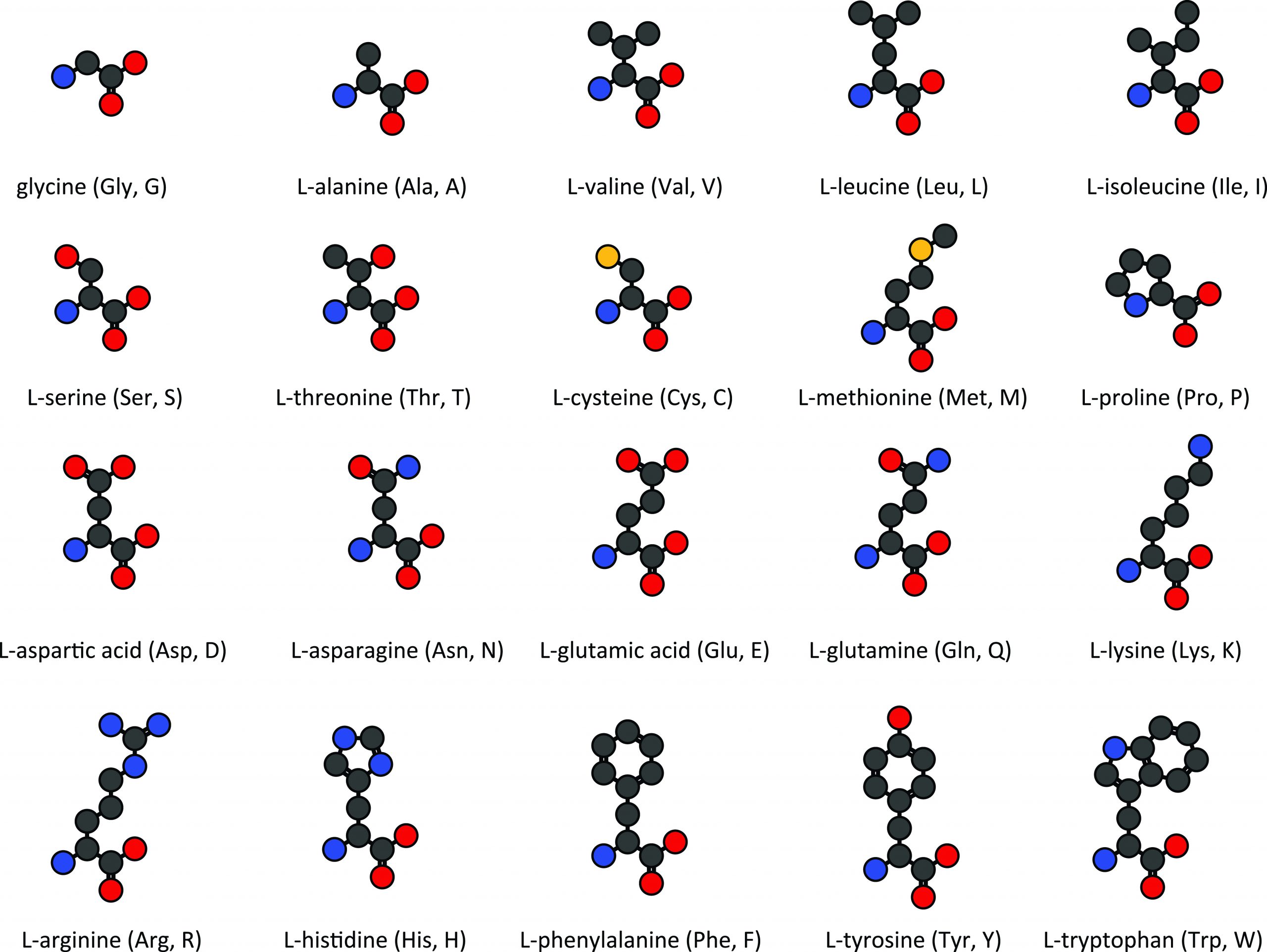 Amino Acid Structure Chart